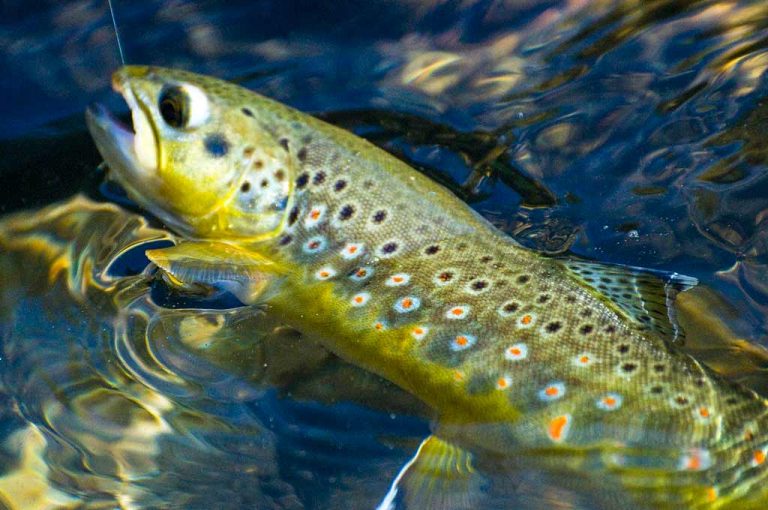 Yosemite Fly Fishing Guide Fly Fishing in Yosemite National Park