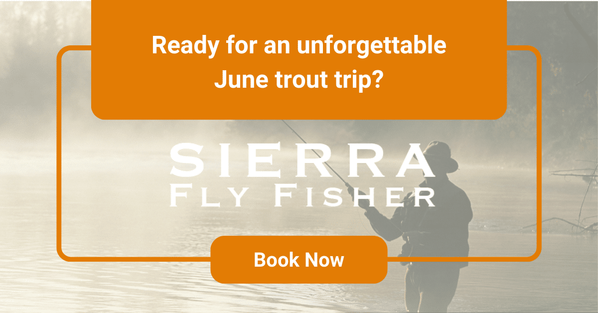 Image of a man fly fishing with a banner reading, "Ready for an unforgettable June trout trip?" and "Book Now" button.