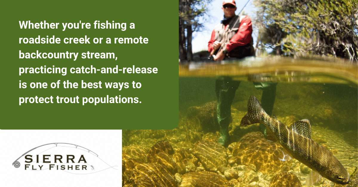 Image of a man fly fishing with a trout, accompanied by text on the importance of catch-and-release for trout conservation.