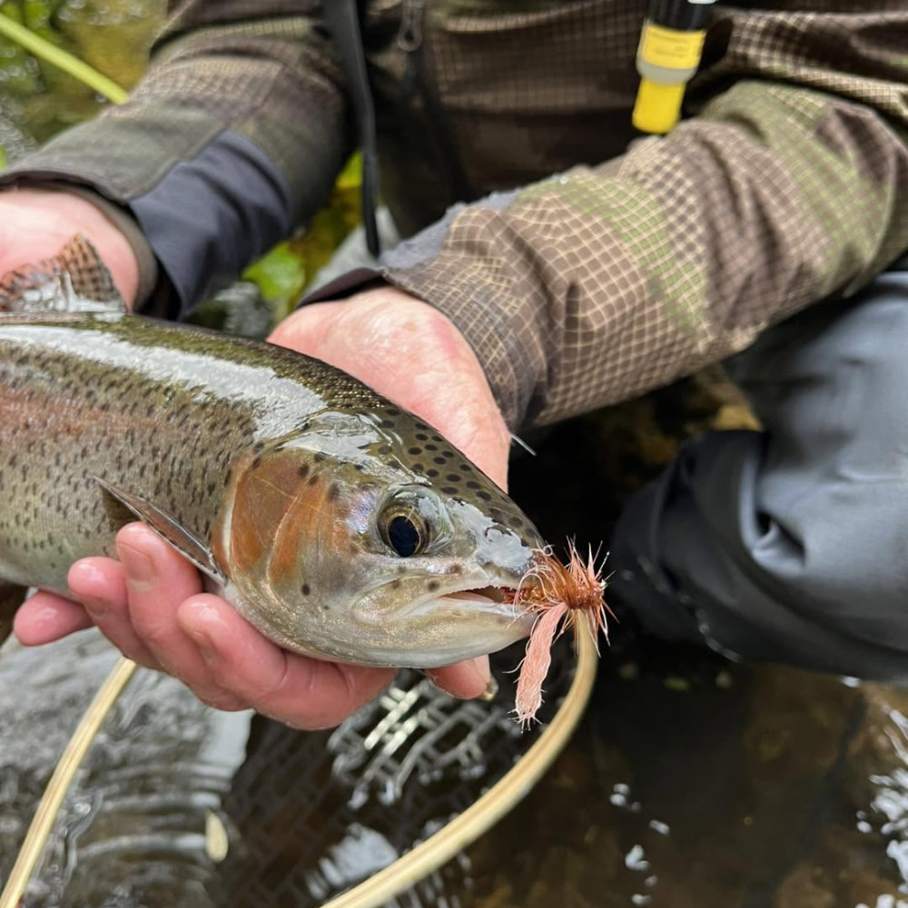Wild trout caught on a small dry fly held above a High Sierra stream