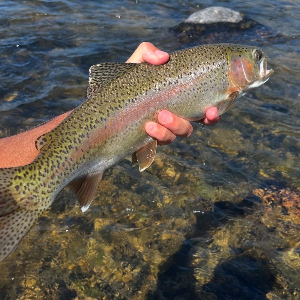 Angler releasing a rainbow trout back into a clear High Sierra river